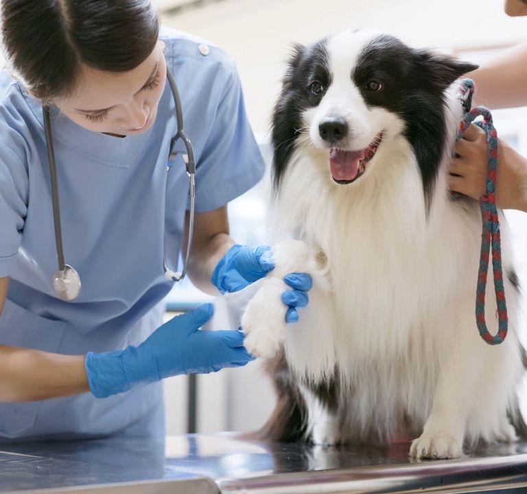 Veterinaria atendiendo a un perro